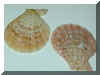 76.5.18.JPG (46445 �o�C�g)