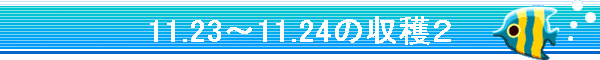 11.23�`11.24�̎��n�Q
