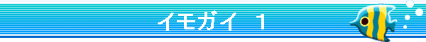 �C���K�C�@�P