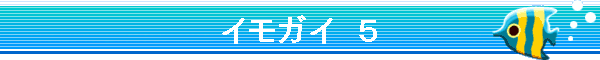 �C���K�C�@�T