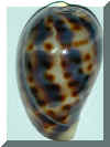 hosi51.JPG (54010 �o�C�g)