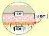 皮膚の構成